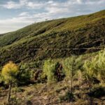 El círculo virtuoso de la reforestación: árboles, empleo y economía