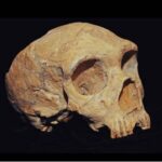 Desvelan los misterios de restos híbridos humano-neandertal