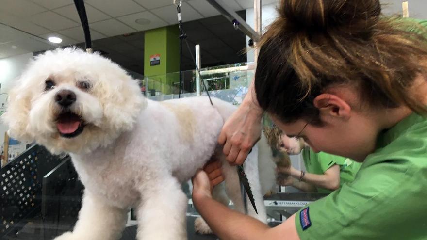 Anorexia, ansiedad, picor, temblores o vómitos: así son los efectos adversos a los fármacos en perros y gatos