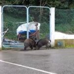 VÍDEO: Dos jabalíes campan a sus anchas por el puerto de Castropol