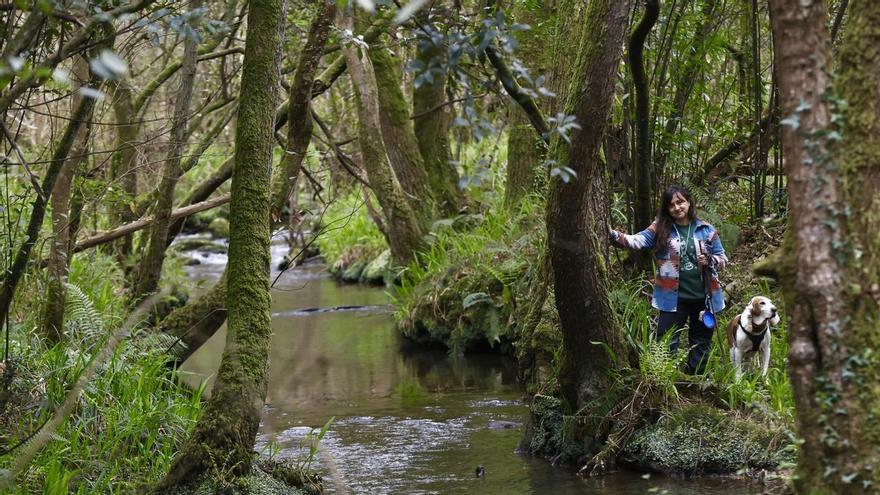 VÍDEO: Así es el Bosque de las Pontonas, la joya oculta del senderismo en Castrillón