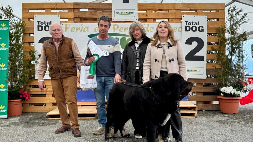 Cuatro años y 120 kilos: así el mastín «Eros», vencedor del monográfico de la raza celebrado en Tineo