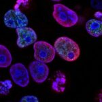 Crean un atlas completo de tipos y ubicaciones de células en el cerebro de un mamífero