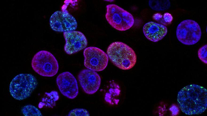 Crean un atlas completo de tipos y ubicaciones de células en el cerebro de un mamífero