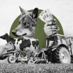 La resaca tras la desprotección del lobo: los ecologistas anuncian batalla, Barbón lo ve «razonado» y Castilla y León quiere ampliarlo más