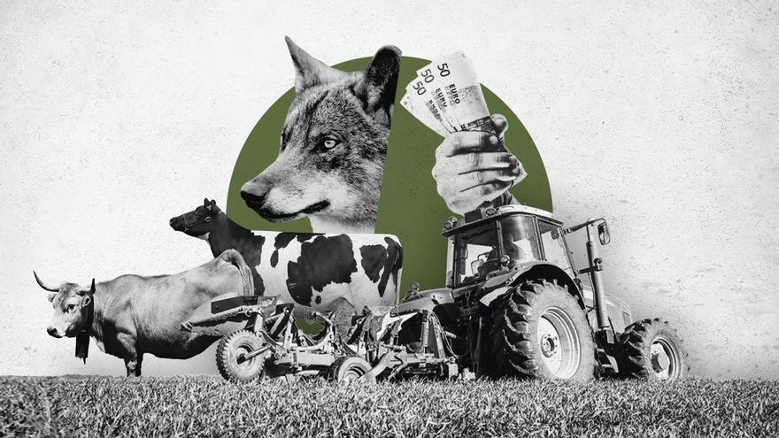 La resaca tras la desprotección del lobo: los ecologistas anuncian batalla, Barbón lo ve «razonado» y Castilla y León quiere ampliarlo más
