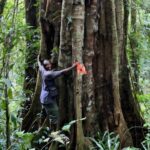 Descubren una nueva especie de árbol gigante que vive 3.000 años