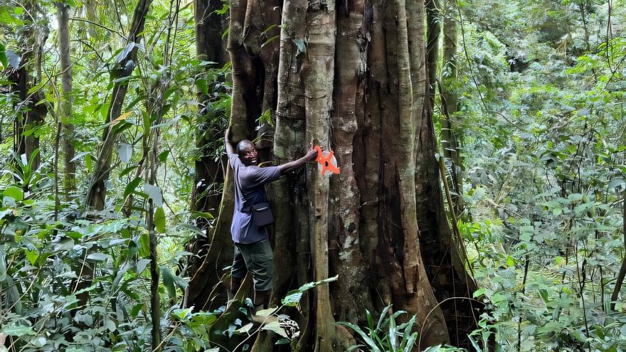 Descubren una nueva especie de árbol gigante que vive 3.000 años