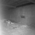 Atacan a una vaca en una cuadra asturiana junto a su casa y colocan una cámara para observar al autor: esto es lo que descubrieron