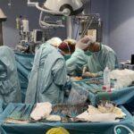 China realiza el primer trasplante de un hígado de cerdo modificado genéticamente a un humano