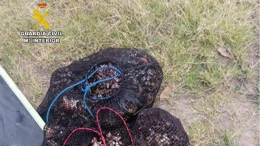 Golpe a la pesca furtiva en Asturias: sorprenden a un gijonés con casi 20 kilos de percebes