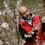 La primera plantación profesional de cerezos de Asturias convierte a Pola de Allande en el valle del Jerte