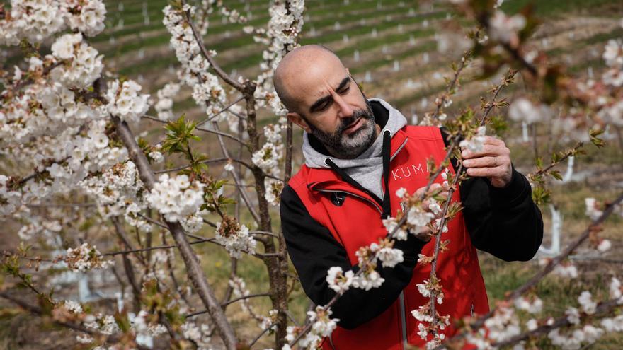 Asturias ya tiene su Valle del Jerte con la primera plantación profesional de cerezos en Allande: «Es increíble que nadie lo intentara antes»