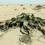 Así es la sorprendente planta que puede vivir más de 2.000 años
