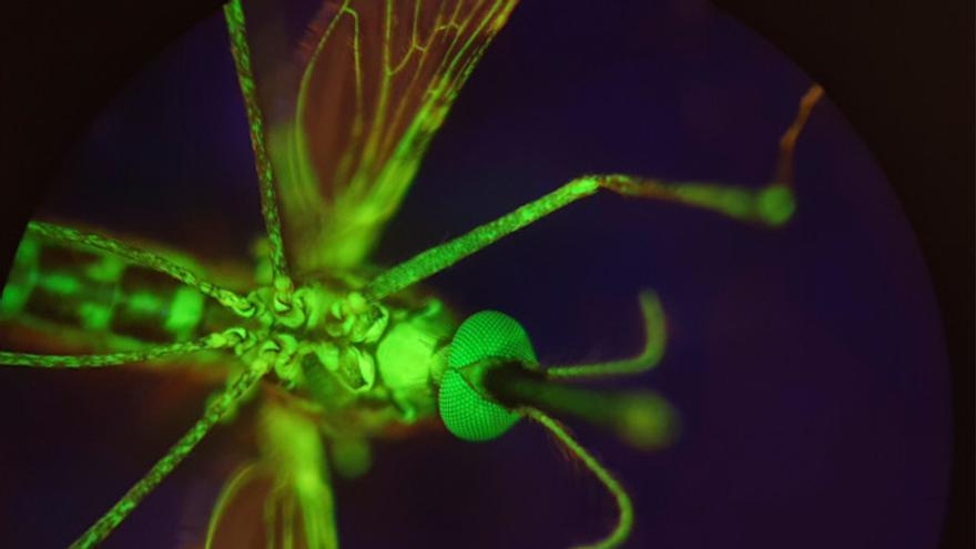 Nuevo fármaco vuelve la sangre letal para los mosquitos