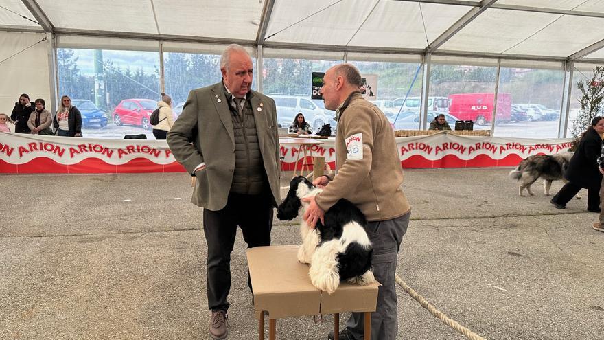 En imágenes: la trigésima Feria del Perro de Tineo se cierra con éxito