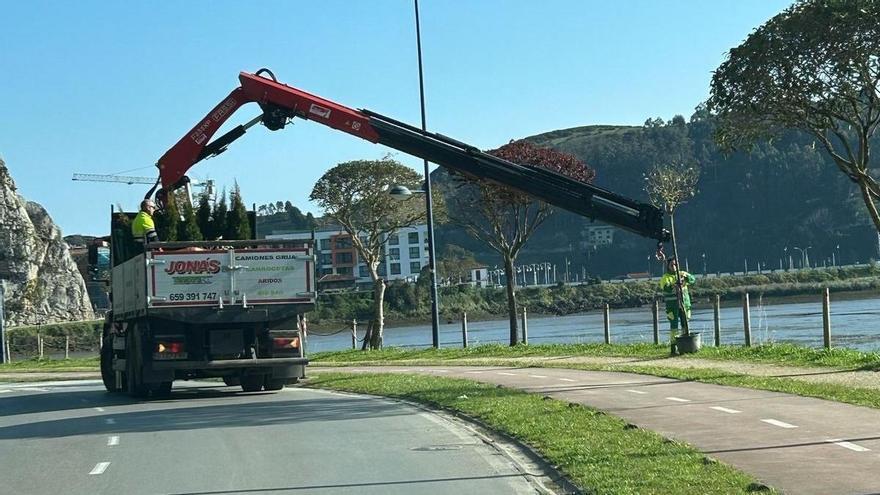 Ribadesella planta 35 nuevos árboles en la capital del concejo