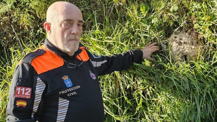 La velutina regresa en primavera: estos son los consejos de los expertos para luchar contra el avispón