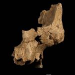 Conmoción en la paleoantropología europea: Atapuerca redefine la evolución humana