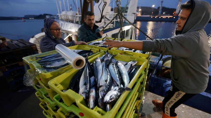 La flota, «expectante» ante la campaña de xarda después de dos costeras flojas