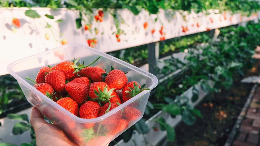 Cómo conservar las fresas para que duren más tiempo frescas en el frigorífico