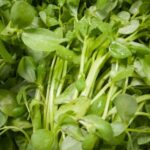 Descubren que una planta que juega un papel crucial en la salud ósea y podría ser un superalimento