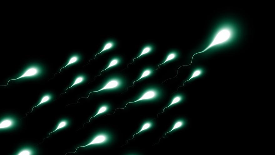 La calidad del semen influye en la longevidad de los hombres