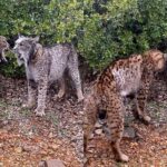 Dos linces ibéricos peleando a cabezazos en Ciudad Real se convierte en vídeo viral en redes sociales