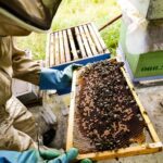Cangas del Narcea reúne este sábado a apicultores de toda Asturias para hablar sobre la avispa asiática, la varroa y el potencial de la miel
