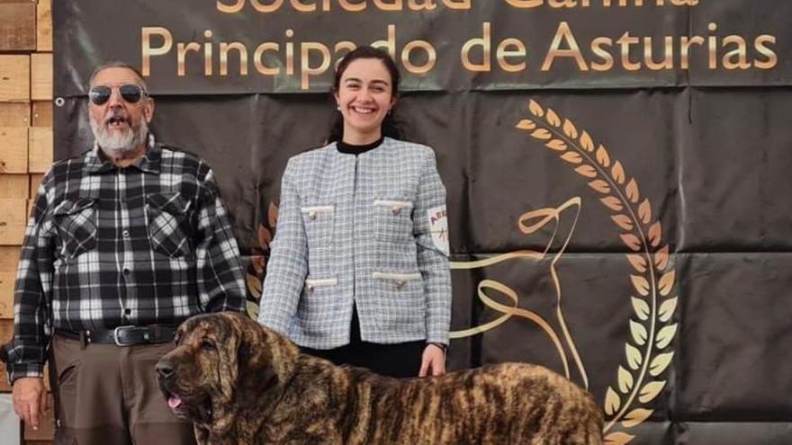 La mastín «Elba», de León, la perra del año en Tineo: pesa 65 kilos y destaca por «su alegre movimiento»