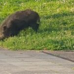 La batida nocturna contra el jabalí en Siero da resultados: estas son las cifras de bajas en la población de suidos en La Fresneda y Argüelles
