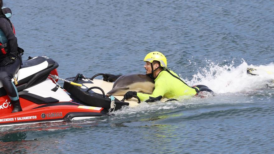 VÍDEO: Así ha sido el rescate del delfín atrapado en el muelle de Gijón
