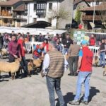 El concurso de oveja carranzana reúne a 48 ganaderías y 780 animales en Soto de Agues