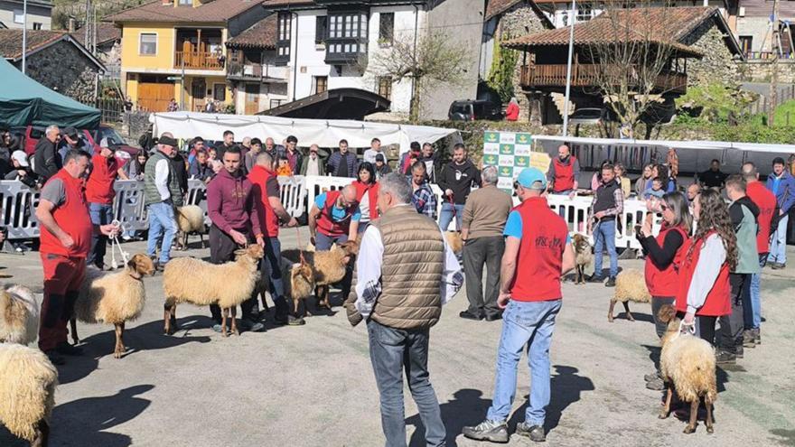 El concurso de oveja carranzana reúne a 48 ganaderías y 780 animales en Soto de Agues