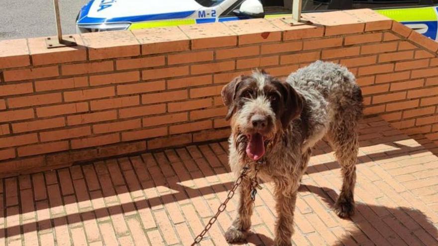 Final feliz en Castrillón para una perra de caza secuestrada en Burgos: «Está muy nerviosa, pero por fin está en casa»
