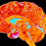 Un nuevo mapa de mitocondrias cerebrales podría desvelar cómo se produce el deterioro cognitivo