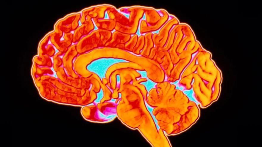 Un nuevo mapa de mitocondrias cerebrales podría desvelar cómo se produce el deterioro cognitivo