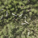 Las misteriosas cabras que han vivido tres siglos sin agua dulce en una isla de Brasil
