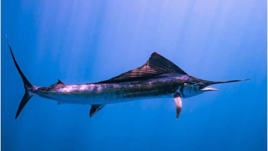 La creciente presión pesquera a gran profundidad, amenaza para atunes y peces espada