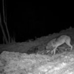 Un lobo causa estragos en un pueblo de Quirós y lo cazan «in fraganti» con una cámara: «Cada vez se atreven más a acercarse»