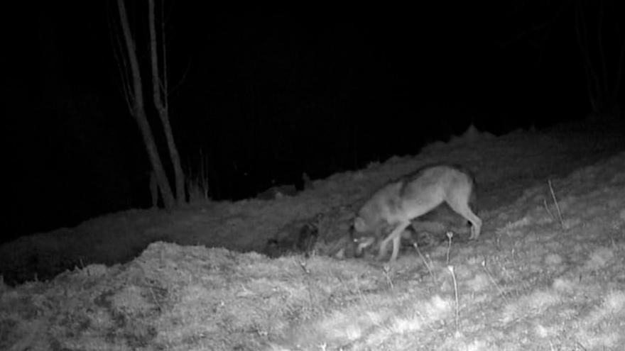 Un lobo causa estragos en un pueblo de Quirós y lo cazan «in fraganti» con una cámara: «Cada vez se atreven más a acercarse»