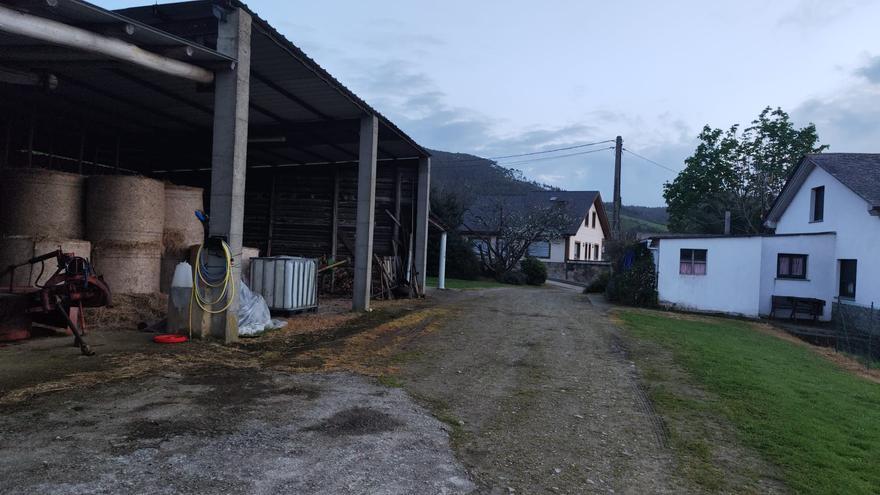 El lobo, a pie de cuadra en Anleo: «Puede pasar cualquier cosa», lamentan los propietarios del cabrito muerto