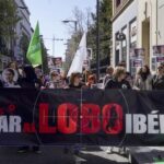 Protestas en varias ciudades españolas por la desprotección del lobo: «Matarlos no es la solución»