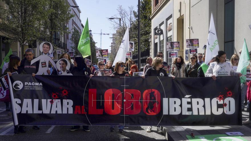 Protestas en varias ciudades españolas por la desprotección del lobo: «Matarlos no es la solución»