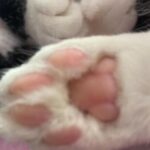 ¿Sabes de algún gato sin dueño y en la calle? Avilés lanza un proyecto para controlar las colonias felinas