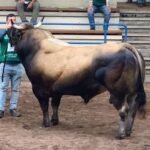 Un toro de 1.500 kilos, campeón cinco años consecutivos, y una vaca ganadora desde que era ternera, entre los mejores del Concurso nacional de asturiana de los valles