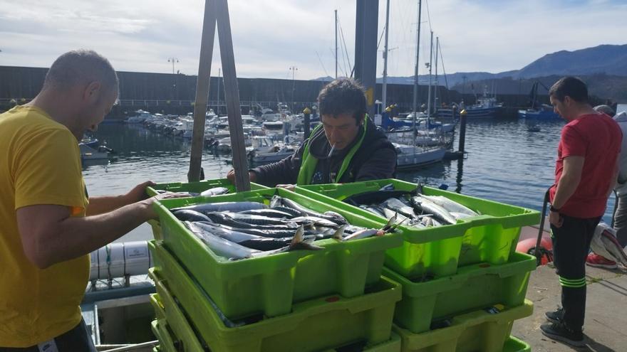El precio de la xarda se pone por las nubes en Lastres debido a la escasez de capturas: «En 23 años no vimos un precio así»