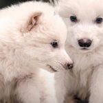 Así son los cachorros de lobo huargo que han «resucitado» 12.500 años después de su extinción