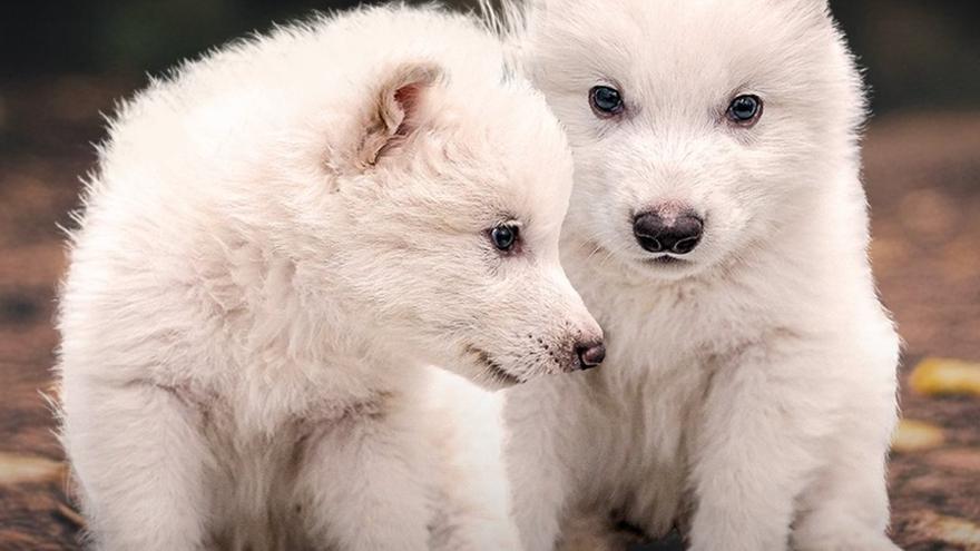 Así son los cachorros de lobo huargo que han «resucitado» 12.500 años después de su extinción
