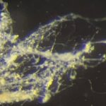 Extrañas bacterias podrían alimentar a una nueva generación de dispositivos bioelectrónicos